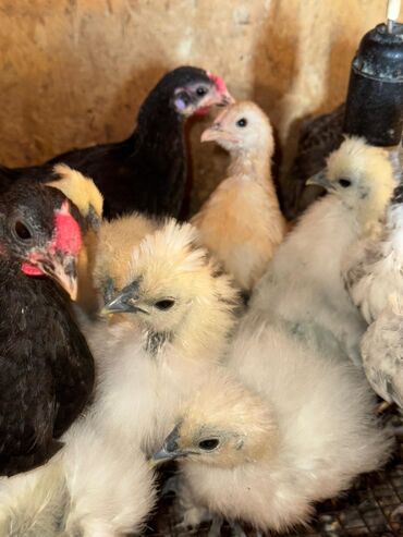 объявления о найденных животных: Продам цыплят карликовые породы! Китайский шелк Лакефельдер Шабо