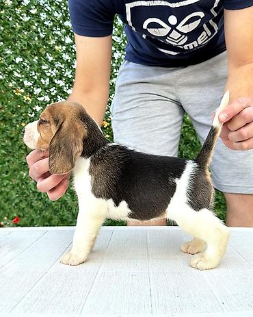Psi: ŠTENCI BIGLA – The Lovely Dogs Pogledajte vrhunski kvalitet naših — 10