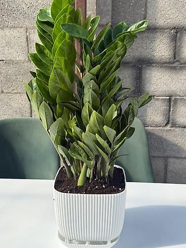 Комнатные растения: Замиокулькас (ZZ-plant) в горшке - Кустовой замиокулькас с плотными — 2
