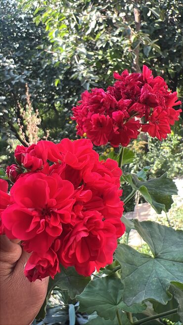 Otaq bitkiləri: Her biri ucuz kimete Gencededi catirma var size yaxin yere ancag — 18