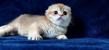 Продажа кошек: Скотиш Фолд (Шотландская вислоухая), 2 месяца, Девочка, Золотая шиншилла — 9