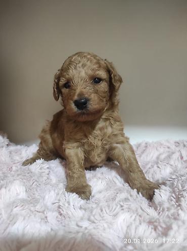 İtlər: Pudel — 19