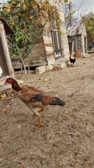 Toyuqlar: 7 aylıq fərədi — 5