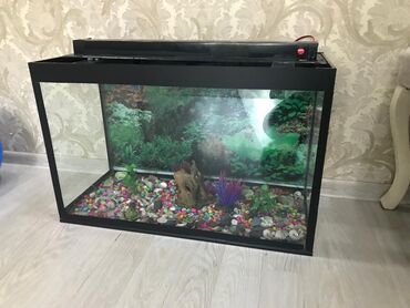 balıq akvarium: Xanim🔱kod1881 Akvarium satilir Yeni alinib Olcu eni 71 hundurluk 45 sm