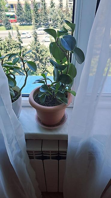 topaq: Peperomiya obtusifolia (qaymaqçiçək) – saksıda otaq bitkisi - Qalın — 3