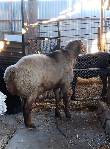 Баран, овца: Продаю | Овца (самка) | Для разведения | Матка — 2