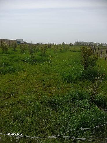 Tinglər: Meyvə ağacları – yerüstü köklü kollar - Növ: daş meyvə ailəsi — 15