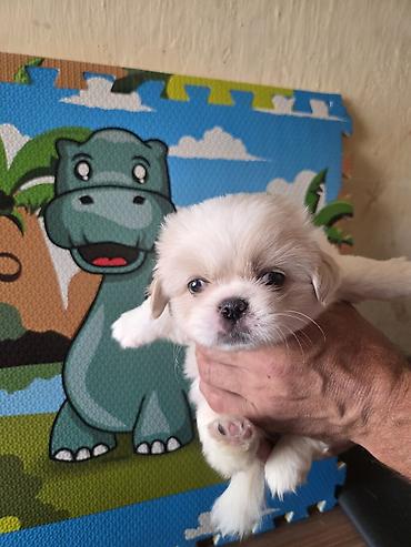 Pekines lalafo.az -da Pekines