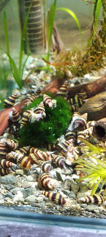 Akvariumlar: Akvarium ilbizi helena. Qiymət ölçüsü 1 sm olanlara aiddi. Ünvan