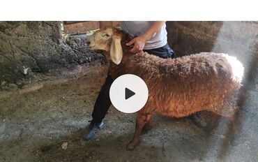 овцы гиссары: Продаю | Ягненок | Арашан | Для разведения