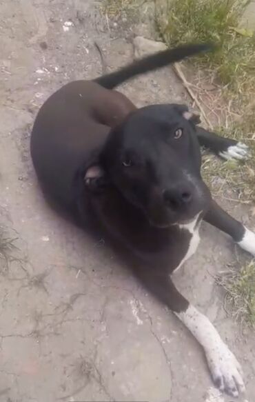 pitbull iti: 1 il, Erkek