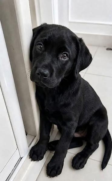 it satisi 2020: Labrador-retriver, 2 ay, Erkək, Peyvəndli, Ödənişli çatdırılma — 3