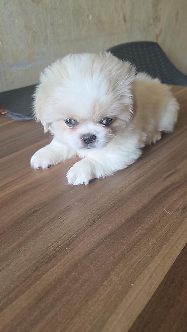 Pekines — 2