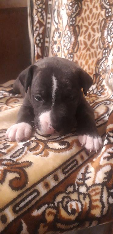 İtlər: Pitbul — 12
