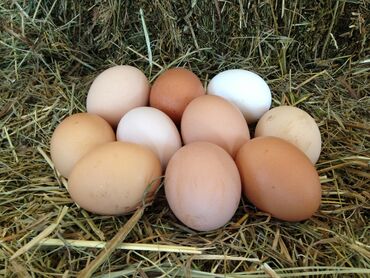 домашняя птица: Продаю инкубационные яйца домашних кур мясояичного направления