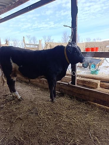 Коровы, быки: Продаю | Бык (самец) | Голштин, Швицкая, Алатауская | На откорм | Привязанные — 1