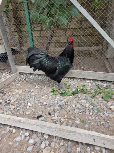7 ayliq 2 eded Australorp Xoruzu satilir. Temiz qan uzun quyruq