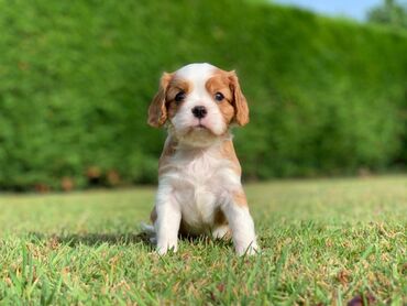 Cavalier King Charles Puppies. I have an outstanding litter of