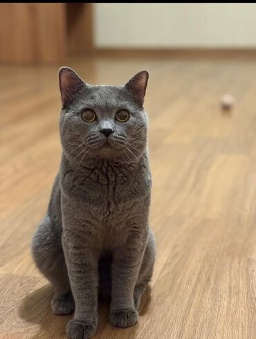 syam pişik: Britan, Erkək, Yaxşı əllərə, Ünvandan götürmə, Ödənişli çatdırılma