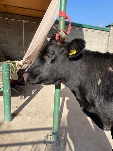 Коровы, быки: Продаю | Корова (самка) | Для молока — 10