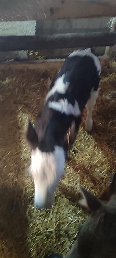 Коровы, быки: Продаю | Музоо, торпок | Голштин, Швицкая | На откорм | Искусственник — 9