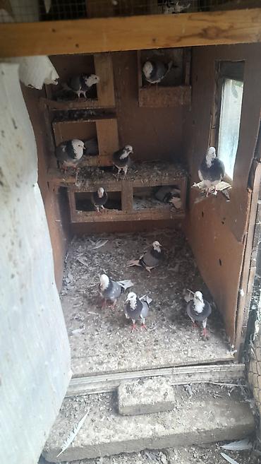 bulbul qusu satisi: Ag baş ag quyruq satılır cütü 100 manat. Ciddi alıcılar narahat etsin — 2