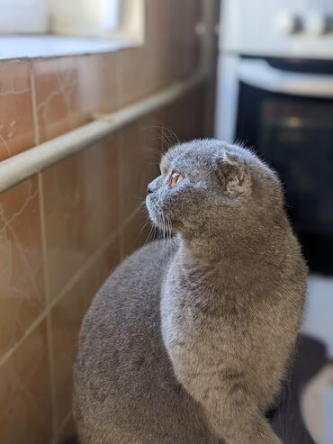 голубая сибирская кошка: Потерялась кошка возле женского турецкого лицея по ул Зайнабединова