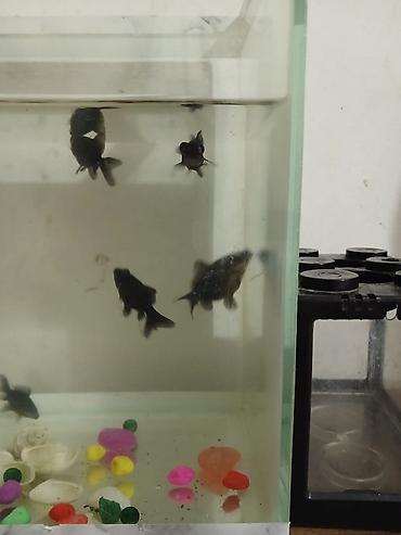 akvariyum: Qızıl balıq, Sülhsevər — 2