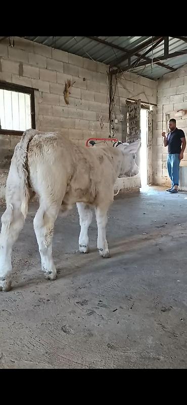 buzolar: Satılır: Açıq krem-ağ rəngli dana (erkək). Xüsusiyyətlər: - Güclü — 1