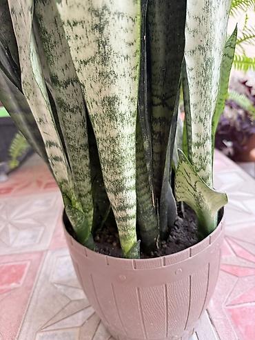 dibcek qablari: Sansevieria (Qaynanadili) – dekorativ qapalı bitki - Növ: Sansevieria — 3