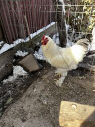 кролик декоративные: Сатам | Короздор | Брама | Көбөйтүү үчүн