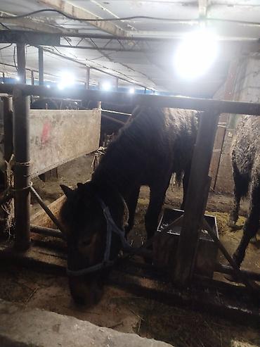 Лошади, кони: Продаю | Жеребенок | Рабочий — 12