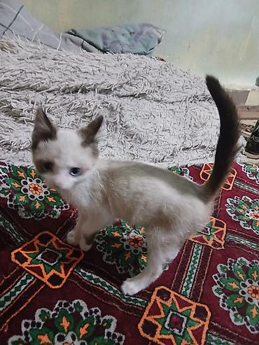 коты бишкек: Сиам, 2 айлык, Эркек, Лотокко барууга үйрөтүлгөн — 2