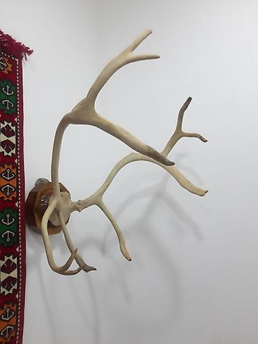 Buynuzlar: Divar Dekoru – Trophə Buynuz Kompozisiyası - Material: təbii heyvan — 2