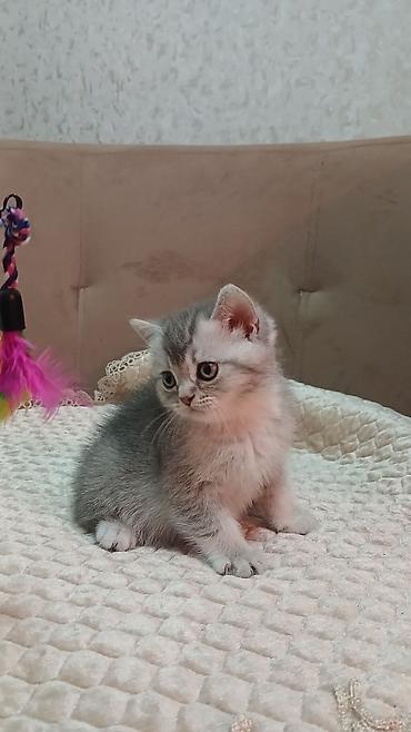 Pişiklər: Britan — 13