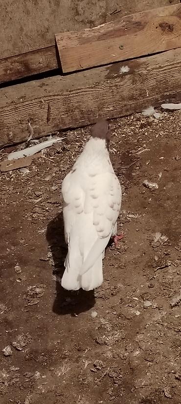 feniks quşu: 12 tuk cilpaq ayaq qirmizi baw maya war kimi oynaqi var . unvan — 4