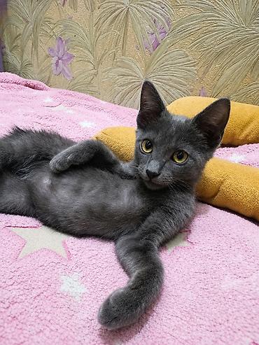 котята черные: Кошка даром: Беспородная, 2 месяца, Мальчик, Метис, Приучена к лотку, Проглистована — 2