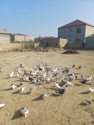 Göyərçinlər: Məhsul: Göyərçin sürüsü Təsvir: - Şəkillərdə müxtəlif rəng və — 5