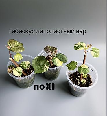 plant: 🌿 Любителям красивых фикусов посвящается! В продаже молодые сортовые — 8