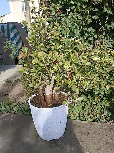 Драцены и Сансевиерии: Продаю комнатные цветы. Цены разные at lalafo.kg — 8 Драцены и Сансевиерии: Продаю комнатные цветы. Цены разные — 8