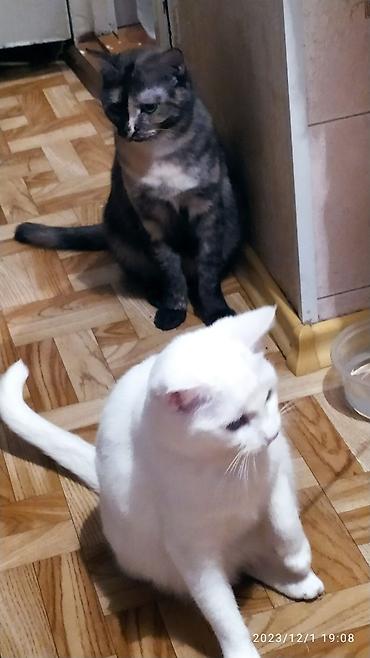 Продажа кошек: Красивые девочки . цветная и белая молодые кошки им скоро год.очень — 5