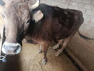 Коровы, быки: Продаю | Бык (самец) | Швицкая | На откорм | Привязанные — 7