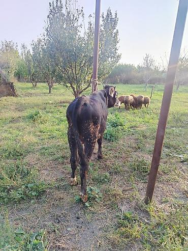 inəyin od dasi: Satılır: Qara-ağ rəngli cins buzov 8 aylığ super cins sünü — 4