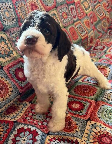 Psi: Nasa odgajivacnica lagotto romagnolo pasa A GANG OF LAGOTTA FCI 7244 — 19