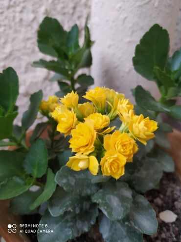 Otaq bitkiləri: 40 ədəd bənövşə şəkildə olduğu kimi satılır — 7