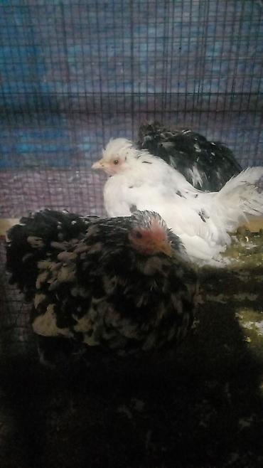 Куры, петухи: Продаю | Куры | Для разведения — 8