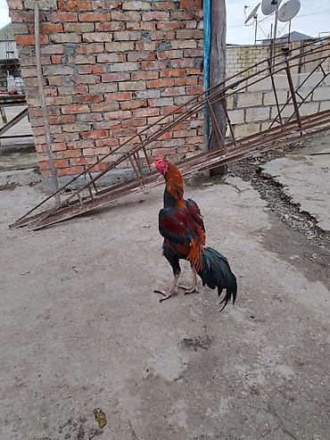 Xoruzlar: Məhsul:: 3 ədəd xoruz 2 beçə bir xoruz istəyən gəlib atasının ayağını — 1