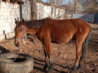 дом кролика: Продаю | Жеребенок
