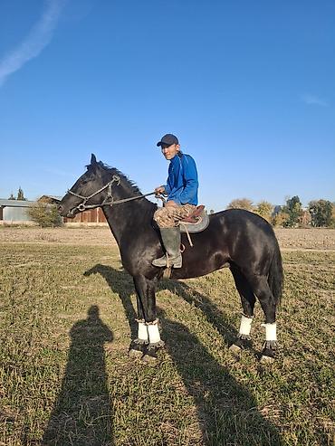 пони животные: Продаю | Жеребец | Конный спорт — 3