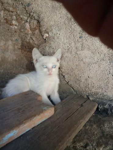 Белоснежный котёнок с голубыми глазами, если возьмете оплачу